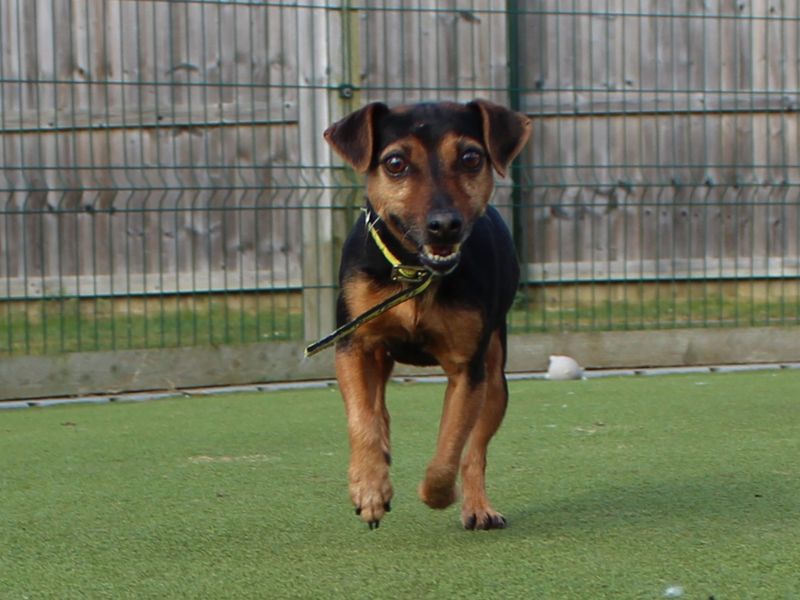Minnie for sale in Evesham, Worcestershire