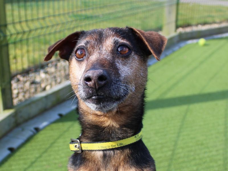 Digby - Image 3 of 3