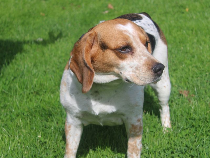 Beagle for adoption in Liverpool, Merseyside – 7 years old