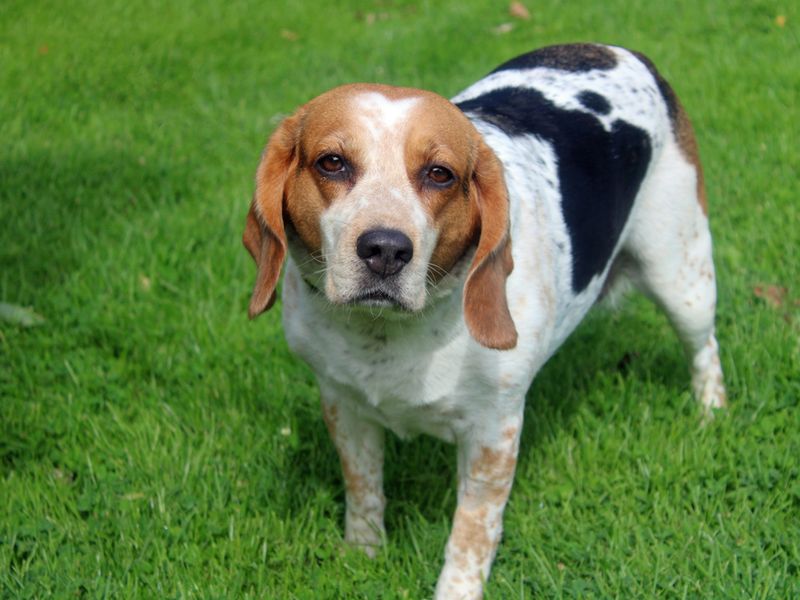 Beagle for adoption in Liverpool, Merseyside – 7 years old - Image 4 of 4