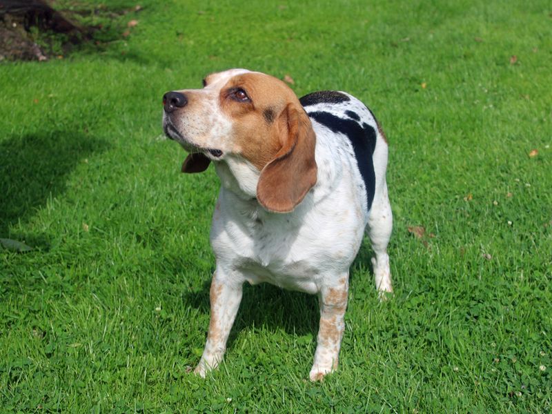 Beagle for adoption in Liverpool, Merseyside – 7 years old - Image 2 of 4
