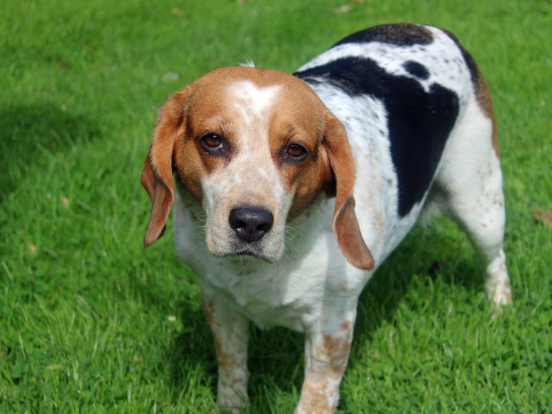Beagle for adoption in Liverpool, Merseyside – 7 years old - Image 3 of 4