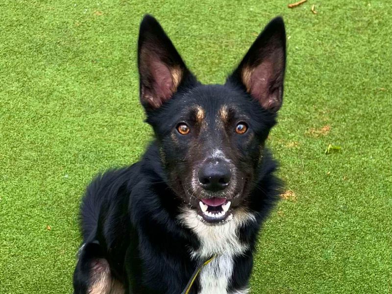 Dexter for sale in Manchester, Greater Manchester