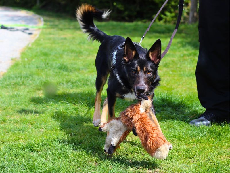 Dexter | Collie (Border) | Manchester - 1