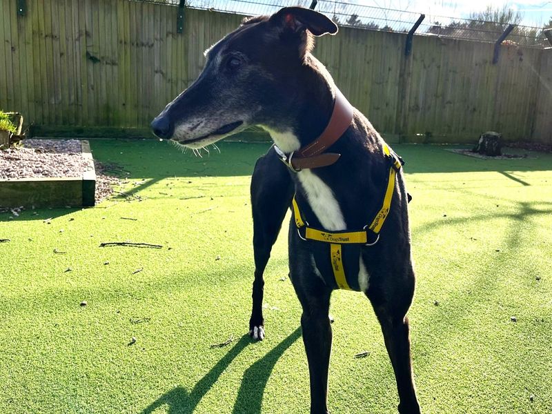Greyhound for adoption in Chestfield, Kent – 5 years old - Image 2 of 3