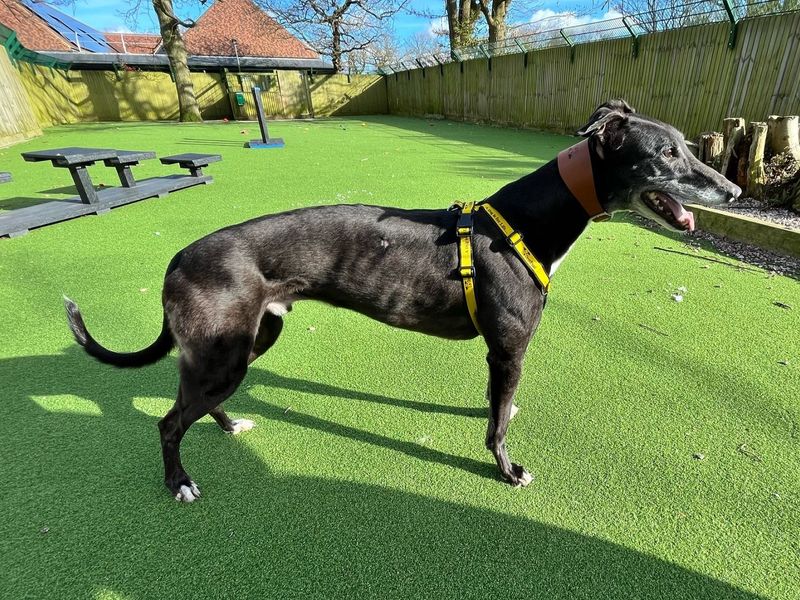 Greyhound for adoption in Chestfield, Kent – 5 years old - Image 3 of 3