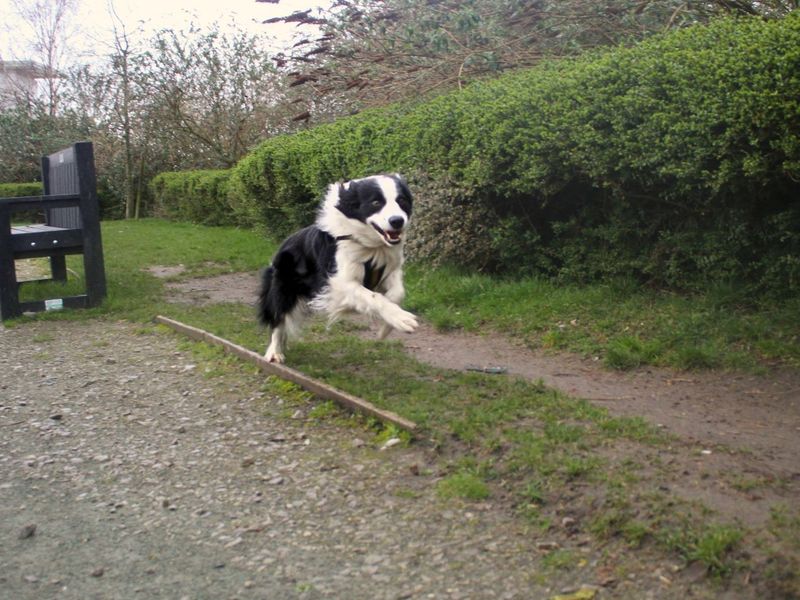 Charlie - Image 2 of 5