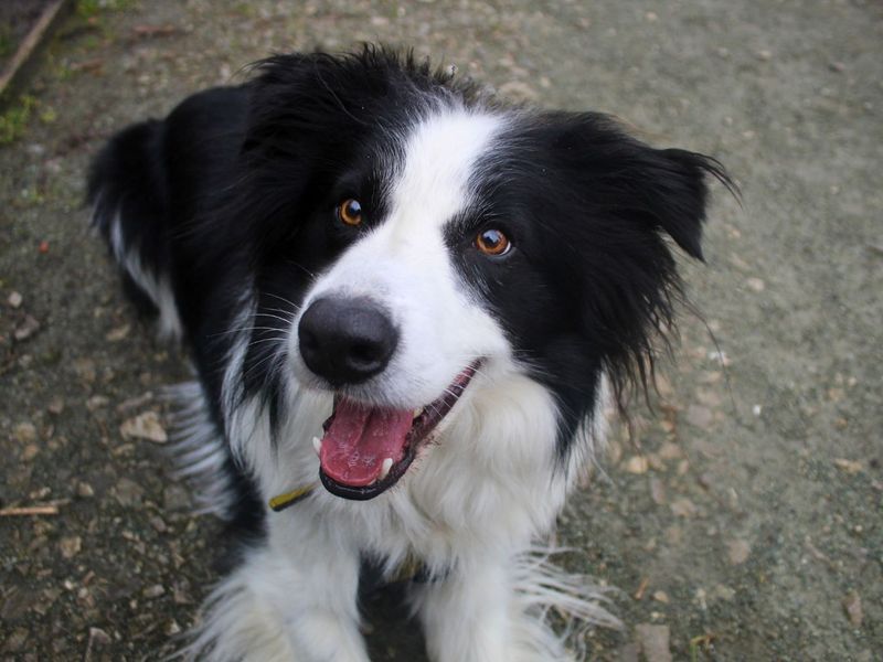 Border Collie Dogs And Puppies For Adoption