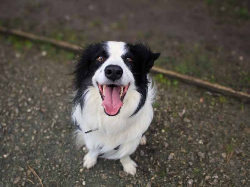 Charlie - Image 5 of 5