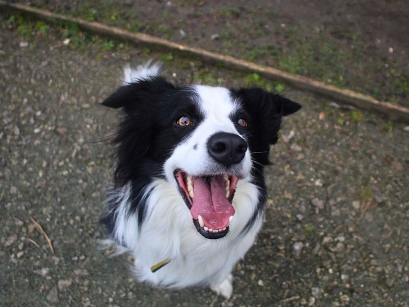 Charlie - Image 4 of 5