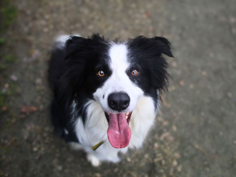 Charlie - Image 3 of 5