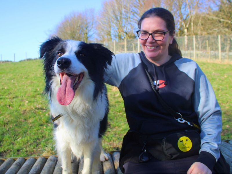 Charlie | Collie (Border) | Manchester - 1