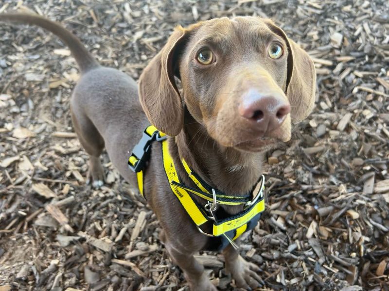 Dachshund for adoption in Snetterton, Norfolk – 1 year old - Image 2 of 3