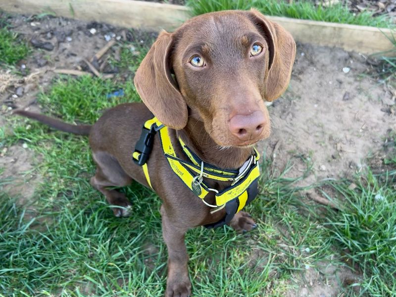 Bluey for sale in Snetterton, Norfolk | Image 3