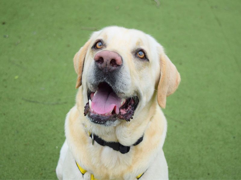 Jimmy | Retriever (Labrador) | Harefield West London - 1