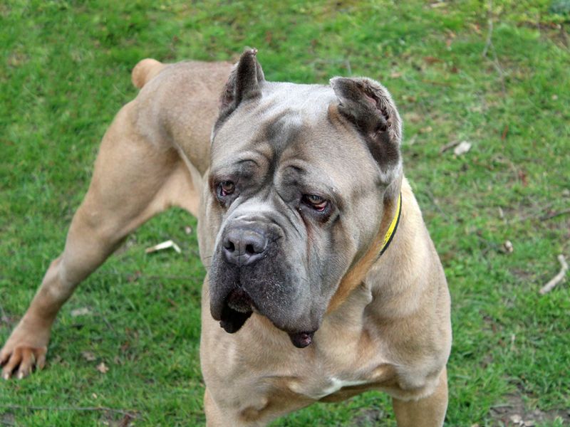 Eric for sale in Liverpool, Merseyside
