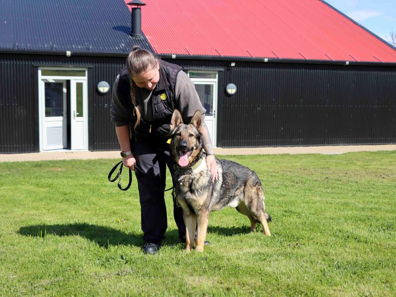 German Shepherd for adoption in Sadberge, Co Durham – 3 years old - Image 4 of 6