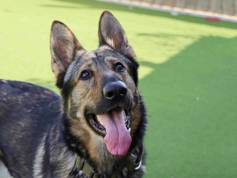Tank | German Shepherd Dog | Darlington - 1