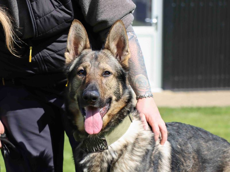 German Shepherd for adoption in Sadberge, Co Durham – 3 years old - Image 6 of 6