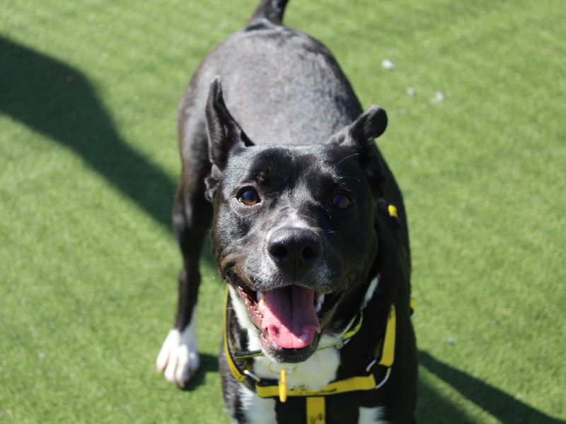 Jess for sale in Glasgow, Scotland