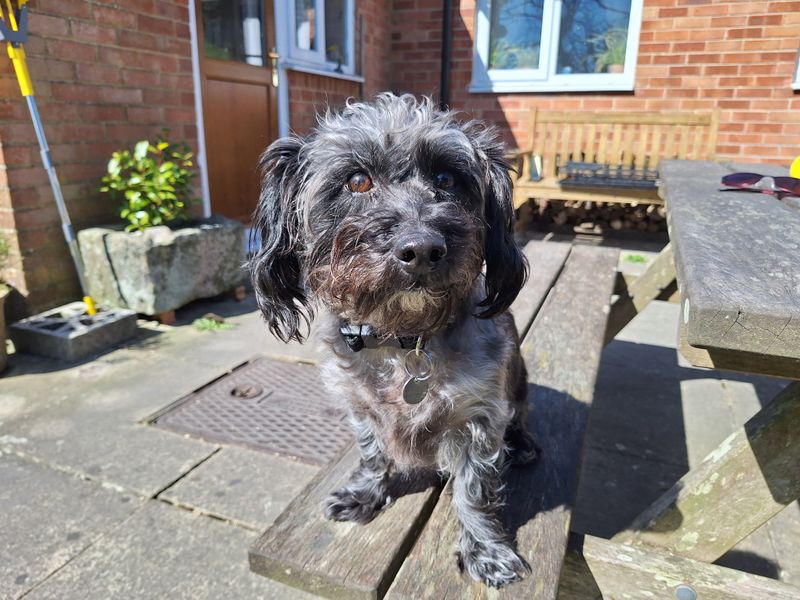 Lula for sale in Newton Tony, Wiltshire