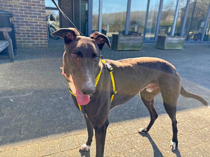 Goose - Image 5 of 5