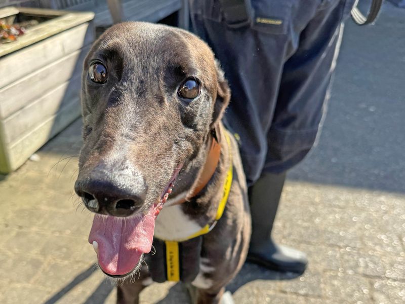 Goose - Image 2 of 5