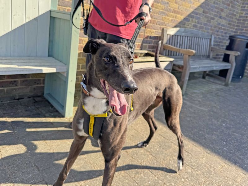 Goose - Image 3 of 5