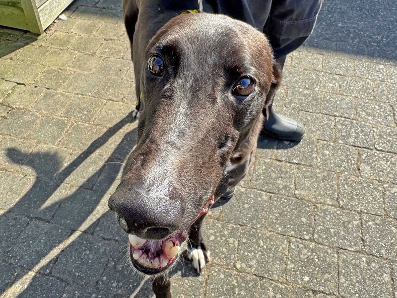 Goose - Image 4 of 5