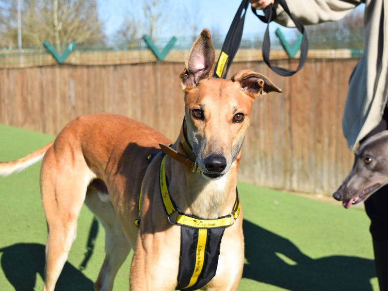 Greyhound for adoption in Uxbridge, London – 3 years old - Image 2 of 2