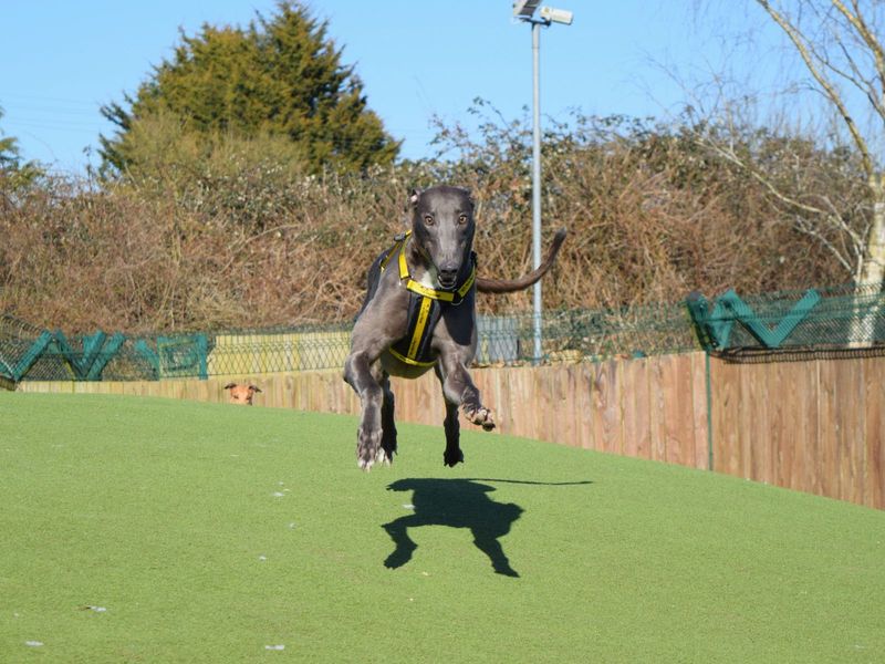 Greyhound for adoption in Uxbridge, London – 2 years old - Image 3 of 3