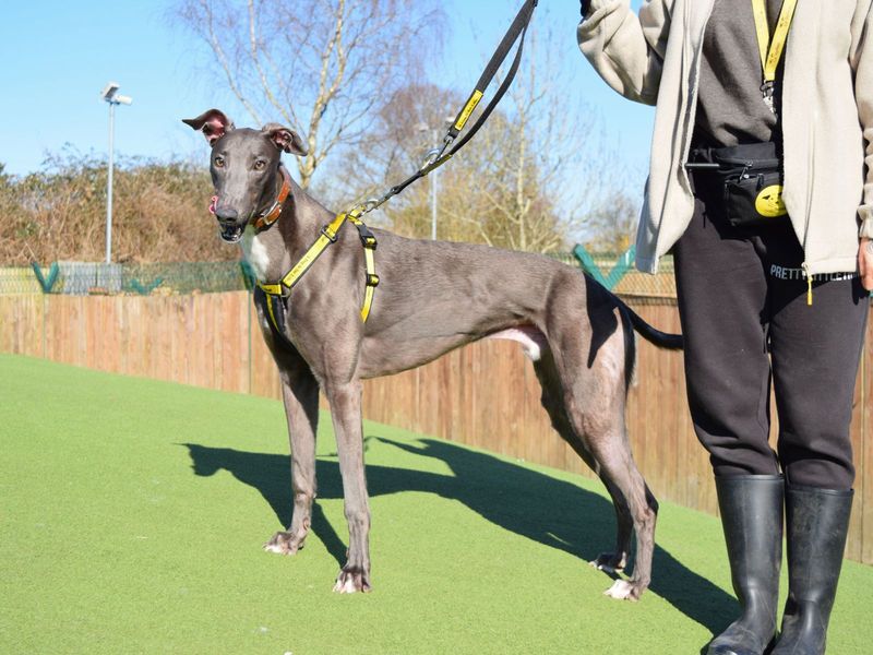 Joey for sale in Uxbridge, London