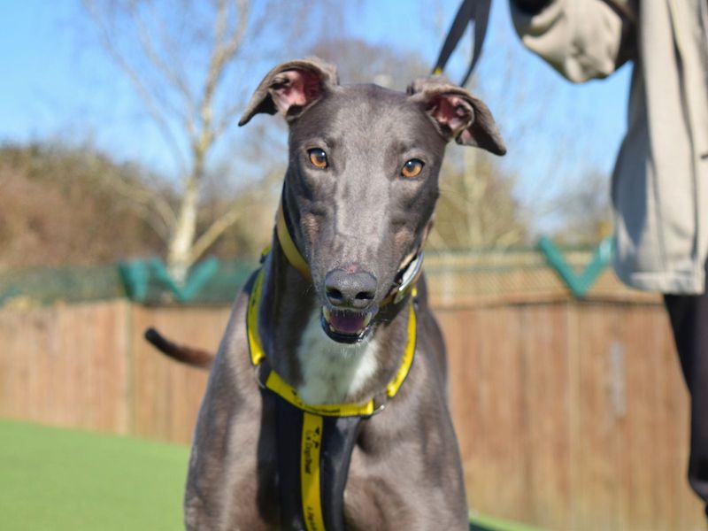 Greyhound for adoption in Uxbridge, London – 2 years old - Image 2 of 3