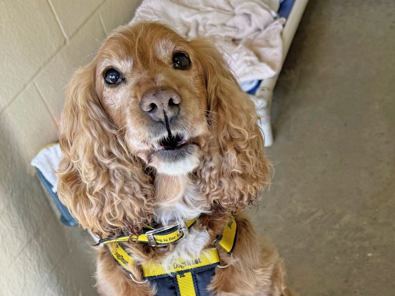 Cocker Spaniel for adoption in Wickford, Essex – 10 years old - Image 2 of 3