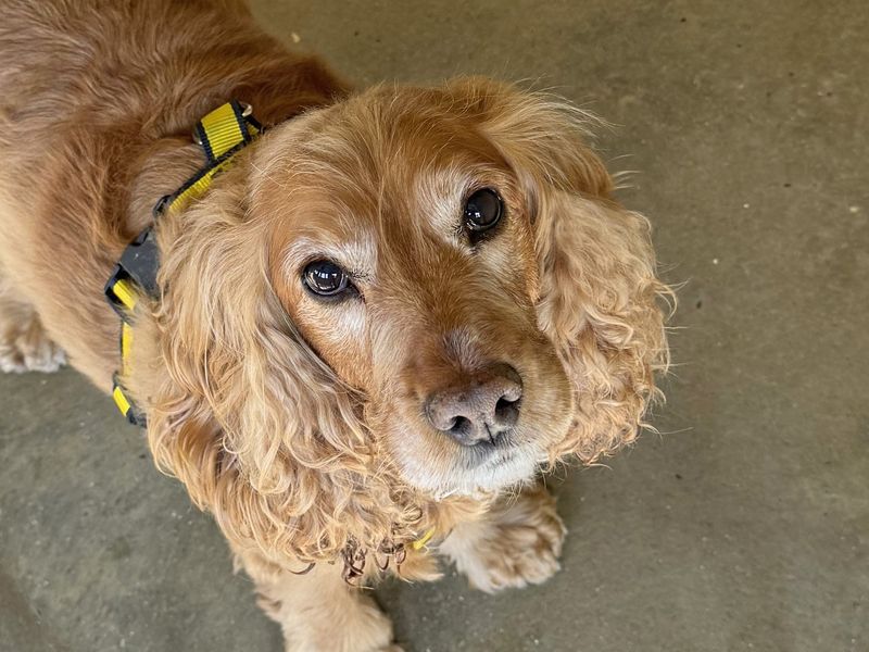 Mabel for sale in Wickford, Essex