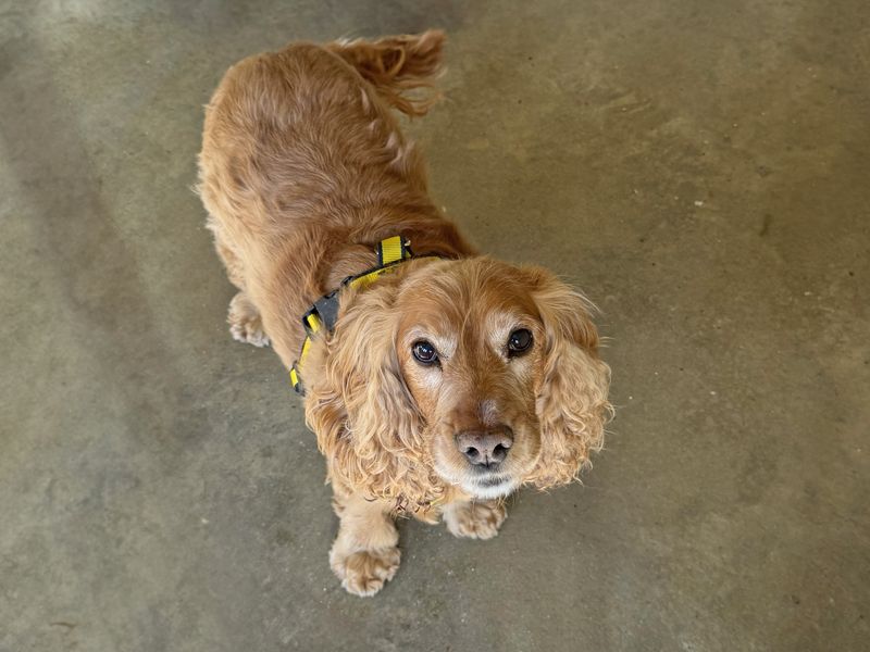 Cocker Spaniel for adoption in Wickford, Essex – 10 years old - Image 3 of 3