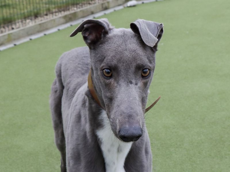 Robbie for sale in Evesham, Worcestershire