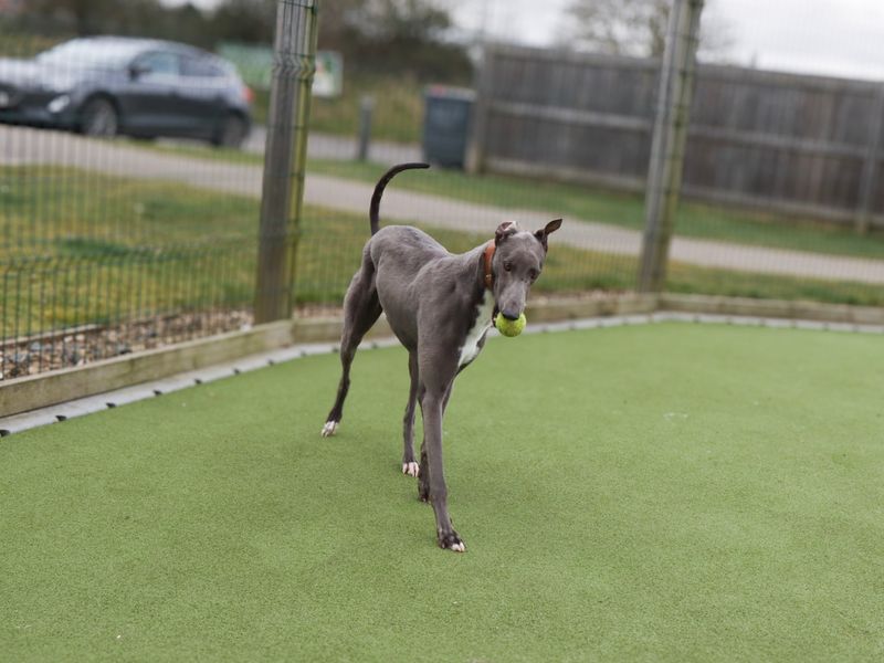 Robbie for sale in Evesham, Worcestershire | Image 4