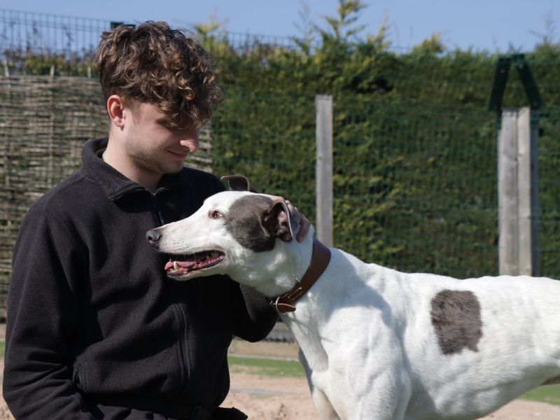 Jamie for sale in Evesham, Worcestershire - Image 2