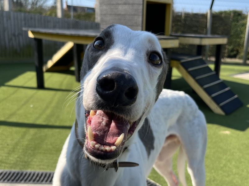 Greyhound for adoption in Evesham, Worcestershire – 5 years old - Image 3 of 8