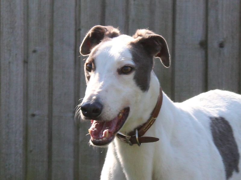 Greyhound for adoption in Evesham, Worcestershire – 5 years old - Image 4 of 8