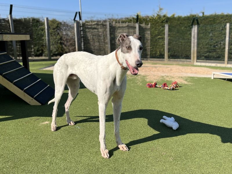 Greyhound for adoption in Evesham, Worcestershire – 5 years old - Image 5 of 8