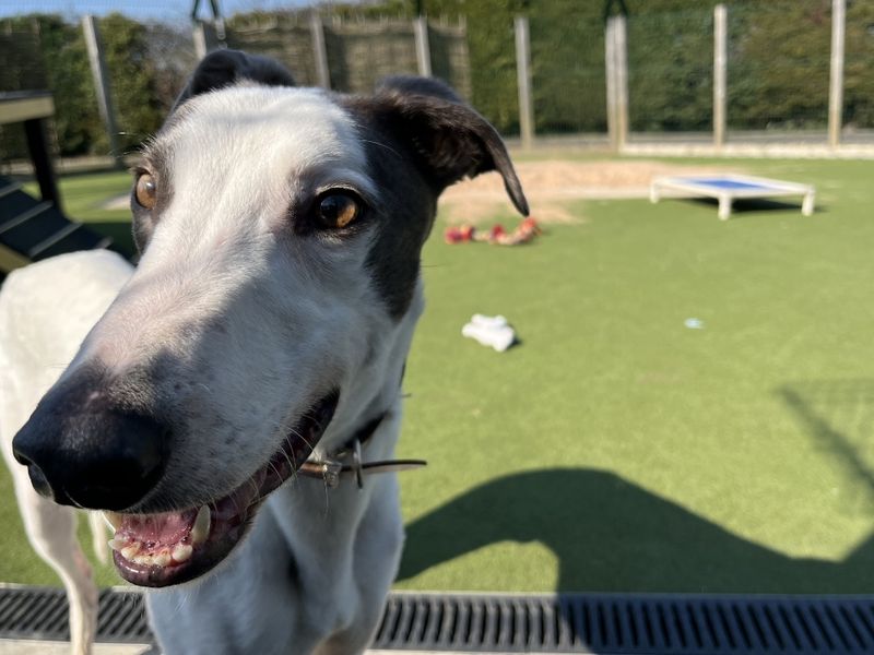 Greyhound for adoption in Evesham, Worcestershire – 5 years old - Image 8 of 8