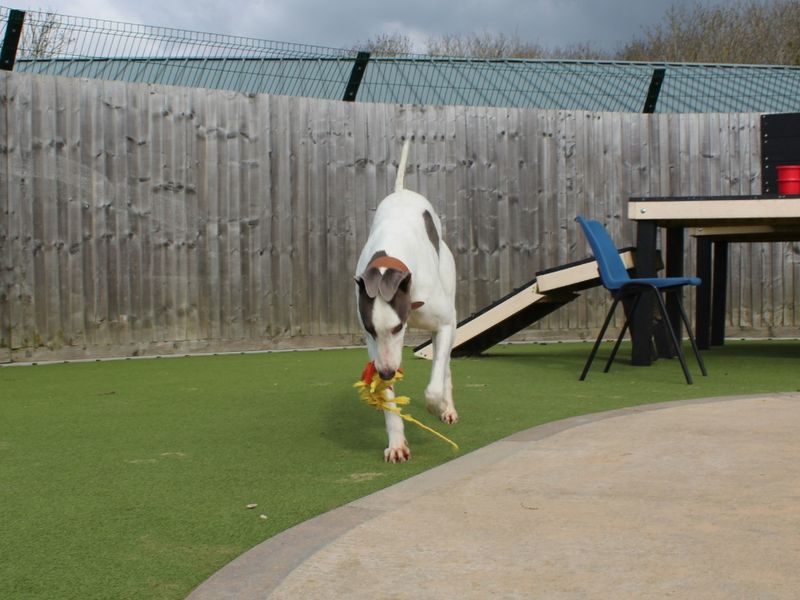 Greyhound for adoption in Evesham, Worcestershire – 5 years old - Image 6 of 8