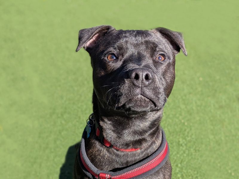 Loki for sale in Shoreham by Sea, West Sussex