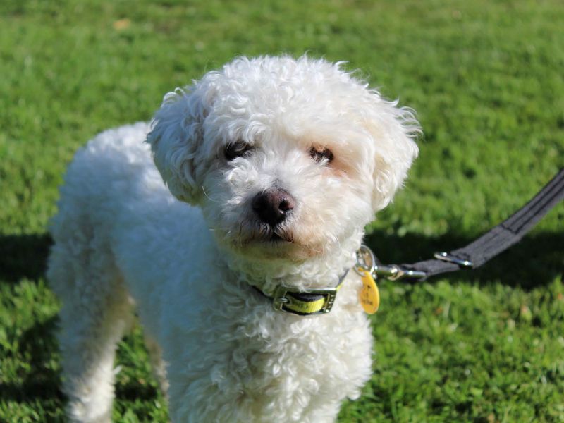 Max | Bichon Frise | Glasgow - 1