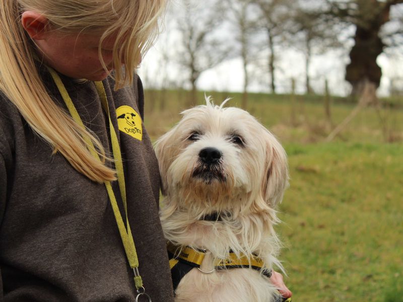 Jack Russell Terrier for adoption in Newbury, Berkshire – 10 years old - Image 2 of 5