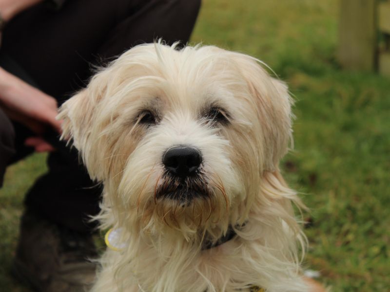 Zazu for sale in Newbury, Berks