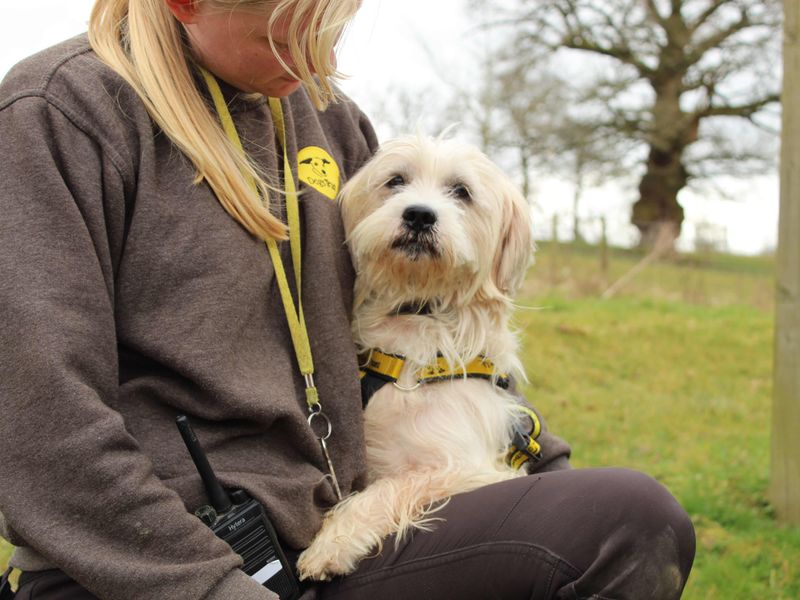 Jack Russell Terrier for adoption in Newbury, Berkshire – 10 years old - Image 4 of 5