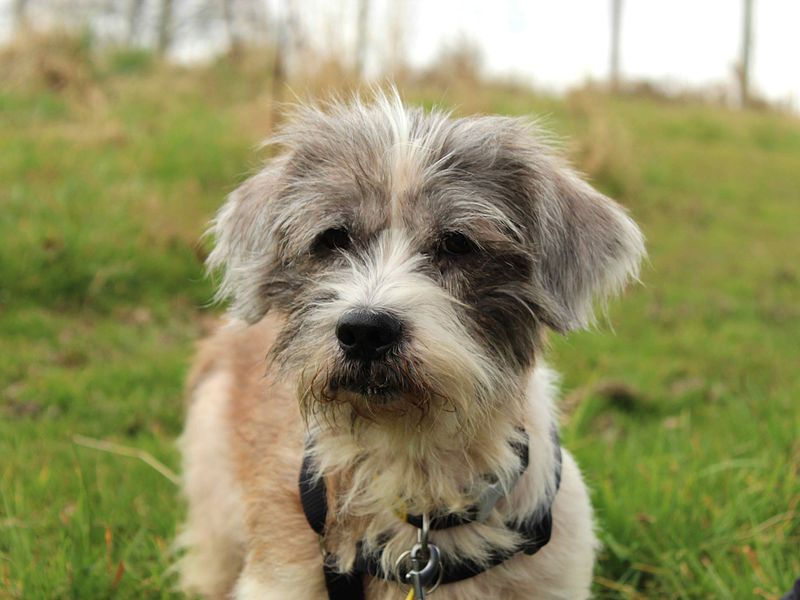 Rafiki for sale in Newbury, Berks